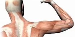 Действие массажа на мышцы